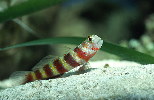 Gorgeous prawn goby